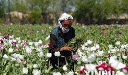 罂粟在线观看,一场禁忌的生死较量