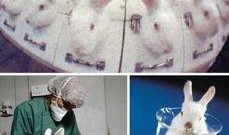 兔子化妆爆料视频,美妆博主教你打造时尚妆容